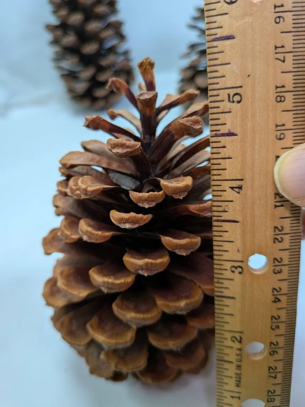 Natural Pine Cones Lot of 6 Vintage 7.5 to 5
